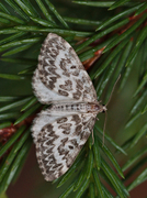 Taigabarmåler (Heterothera serraria)