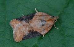 Jordbær-/buskflatvikler (Acleris comariana/laterana)