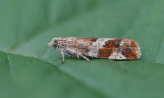 Rødflekket kveldvikler (Epinotia cruciana)