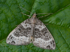 Geitramsdråpemåler (Ecliptopera silaceata)