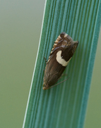 Vikkefrøvikler (Grapholita orobana)