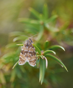 Fjellprydvikler (Phiaris obsoletana)