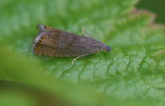 Grå rotvikler (Dichrorampha plumbana)