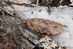 Agonopterix heracliana