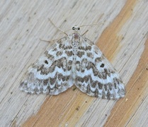 Taigabarmåler (Heterothera serraria)