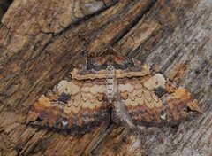 Brun rosemåler (Anticlea badiata)