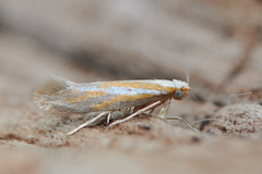 Argyresthia aurulentella