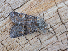 Rotstrekvierfly (Brachylomia viminalis)