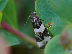 Båndprydvikler (Phiaris bipunctana)