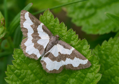 Randmåler (Lomaspilis marginata)