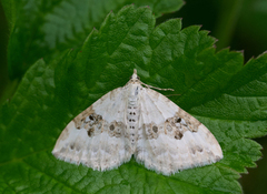 Hvit båndmåler (Xanthorhoe montanata)