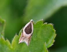 Vikkesigdvikler (Ancylis badiana)