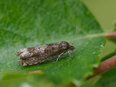 Junikveldvikler (Epinotia tetraquetrana)