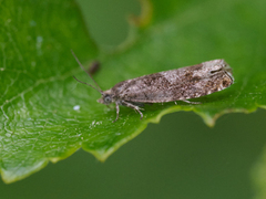 Junikveldvikler (Epinotia tetraquetrana)