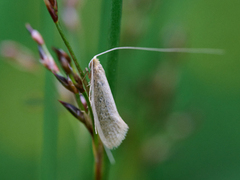 Nematopogon schwarziellus