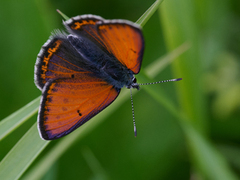 Purpurgullvinge (Lycaena hippothoe)