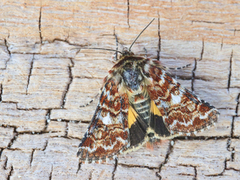 Rødt heifly (Anarta myrtilli)