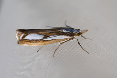 Treflekket nebbmott (Catoptria permutatellus)