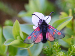 Fjellbloddråpesvermer (Zygaena exulans)