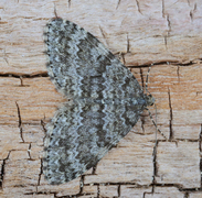 Grå bergmåler (Entephria caesiata)