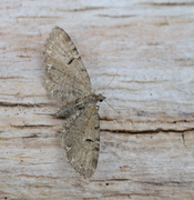 Humledvergmåler (Eupithecia assimilata)