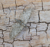 Grumset dvergmåler (Eupithecia subfuscata)