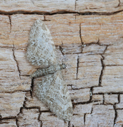 Vinkeldvergmåler (Eupithecia vulgata)