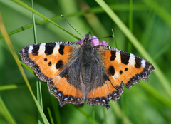 Neslesommerfugl (Aglais urticae)