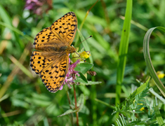 Aglajaperlemorvinge (Argynnis aglaja)