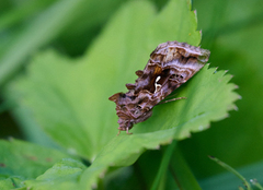 Fiolettbrunt metallfly (Autographa pulchrina)