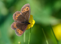 Fløyelsringvinge (Erebia ligea)