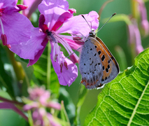 Ildgullvinge (Lycaena phlaeas)