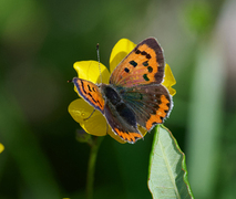 Ildgullvinge (Lycaena phlaeas)