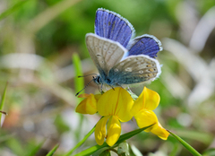 Tiriltungeblåvinge (Polyommatus icarus)