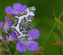 Praktkorsmåler (Rheumaptera hastata)