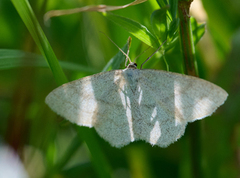 Blåbærurtemåler (Scopula ternata)