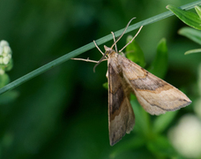 Brun bakkemåler (Scotopteryx chenopodiata)