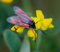 Seksflekket bloddråpesvermer (Zygaena filipendulae)