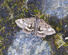 Porfyrengmott (Pyrausta porphyralis)