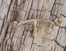 Gullrisfjærmøll (Platyptilia calodactyla)