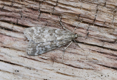 Heimosemott (Eudonia sudetica)