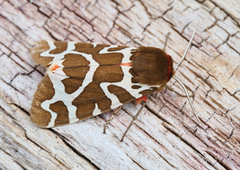 Brun bjørnespinner (Arctia caja)