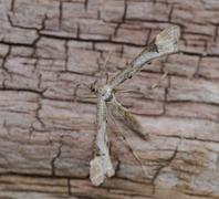 Hestehovfjærmøll (Platyptilia gonodactyla)