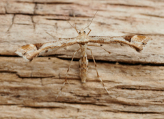 Hestehovfjærmøll (Platyptilia gonodactyla)