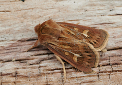 Gressmarkfly (Cerapteryx graminis)