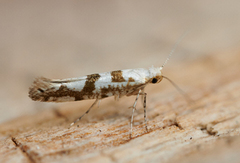 Argyresthia sorbiella