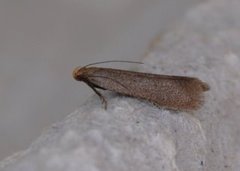 Xystophora pulveratella