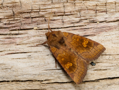 Kyststengelfly (Amphipoea crinanensis)