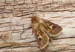 Gressmarkfly (Cerapteryx graminis)