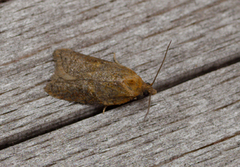 Mjødurtflatvikler (Acleris aspersana)